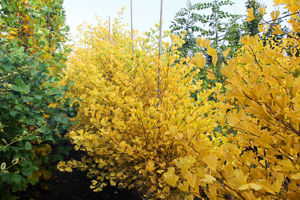 Bild von Ginkgo